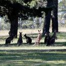 Kangaroos in the grounds surrounding Government House contemplate the state visit. Photo: Lise Åserud / NTB scanpix